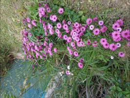 Pedidos Sin datos  Busco Jardinero